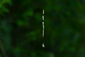 Pieris brassicae larvae