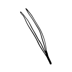 Doodle style spruce needle on isolated white background. Forest needles of coniferous trees. Vector illustration.