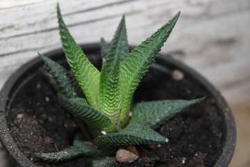 aloe vera plant