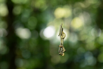 Pieris brassicae larvae