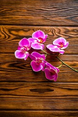 A branch of purple orchids on a brown wooden background
