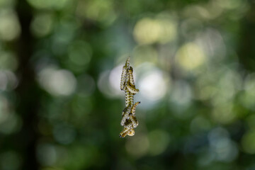 Pieris brassicae larvae