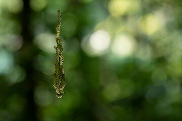 Pieris brassicae larvae
