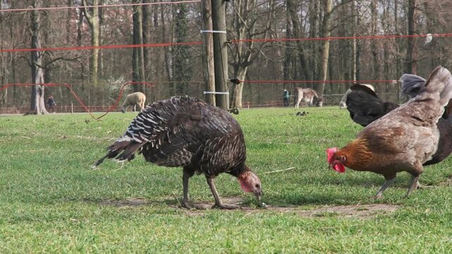 un tacchino mangia nella fattoria assieme ai polli