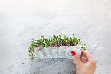 Woman's hands putting a micro green arugula growing on a paper towel on light grey background. Selective focus. Home garden and healthy lifestyle concept, vegan. Fun way to reuse plastic box