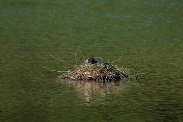 Coot