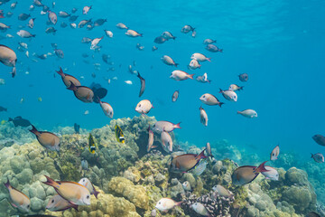 School of tropical fish swimming over coral reef in clear blue ocean water