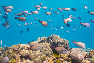 School of tropical fish swimming over coral reef in clear blue ocean water