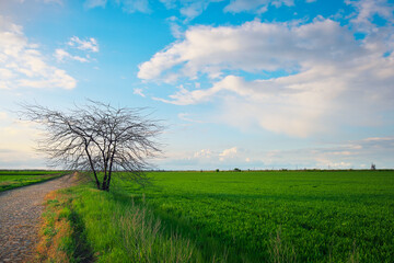Fototapeta na wymiar Lonely tree on a field with green young wheat and road. Beautiful landscape. Composition of nature.