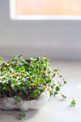 Arugula seedling grown in a reusing plastic box on sunny window ledge, fun way to reuse, recycle and grow your own. Selective focus. Home garden and healthy lifestyle concept. Vertical orientation