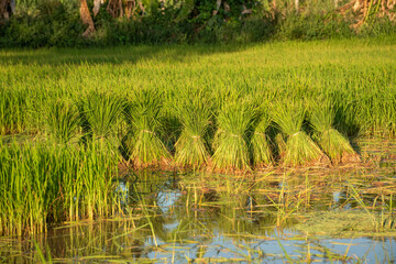 Rice seedlings in thailand