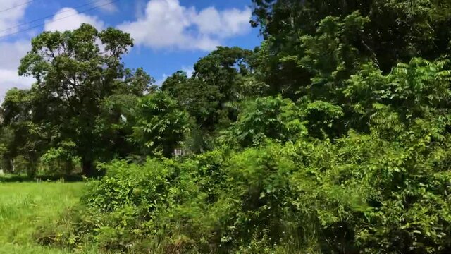 Houses seen from bus-ride out of Paramaribo, Suriname