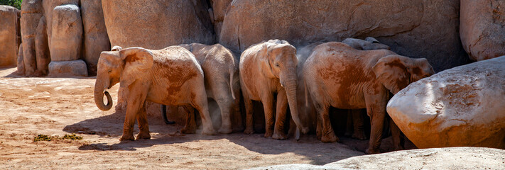 Elephant herd searching for shadow in the sun. 