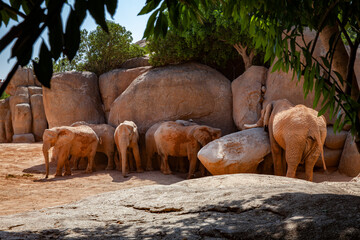 Elephant herd searching for shadow in the sun. 