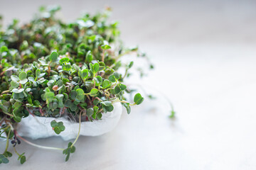 Arugula seedling grown in a reusing plastic box on sunny window ledge, fun way to reuse, recycle and grow your own. Selective focus. Home garden and healthy lifestyle concept, vegan. Copy space