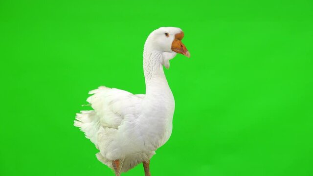 white Kholmogory goose stands on a green screen, studio