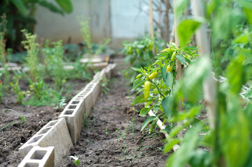 Selective focus on the green sweet pepper on the branch ready for harvesting