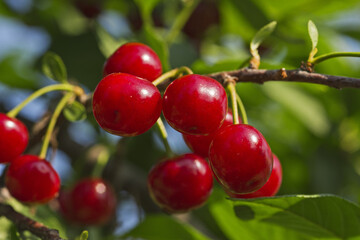Red cherries on a branch