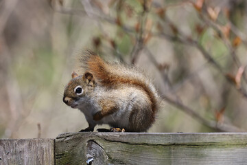 Red Squirrel in tree or sitting on fence in spring in overcast day
