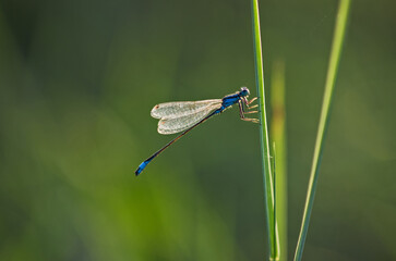 Closeup of blue dragon fly on plant. Enallagma cyathigerum. Common blue damselfly.