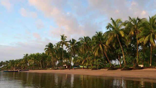 Palm trees along Galibi shoreline