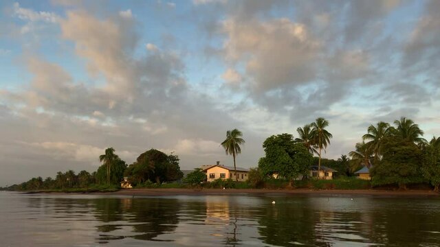 Palm trees along Galibi shoreline