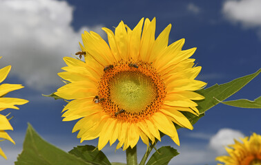 Bees collect pollen at sunflower. Sunflower field with blue sky and clouds in the background