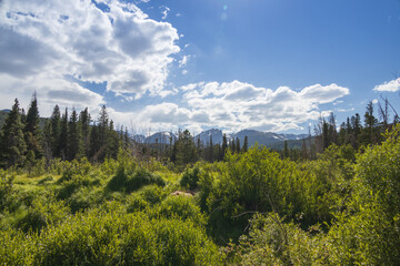 Fototapeta na wymiar Meadow in the sunshine in Rocky Mountains National Park 