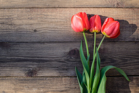 Red tulips on a wooden background