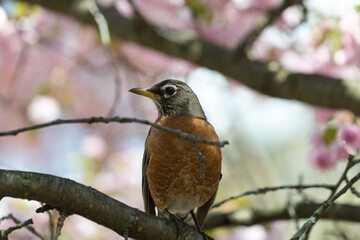 robin on a branch of cherry blossoms in spring