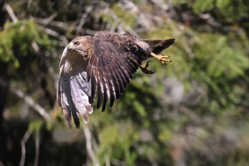 Broad Winged Hawk flying off wire in Algonquin Park spring sunshine with forest background