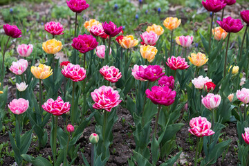 tulips (tulipa) double hybrids in full bloom in a garden patch under mainly cloudy skies (no hard or harsh shadows) mostly in deep and light pink, red, magenta, yellow, and red