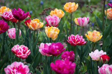 tulips (tulipa) double hybrids in full bloom in a garden patch under mainly cloudy skies (no hard or harsh shadows) mostly in deep and light pink, red, magenta, yellow, and red