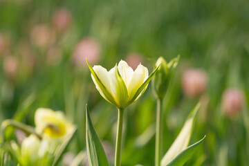 Beautiful spring blooming tulips in the garden bed. Natural floral background in soft warm colors