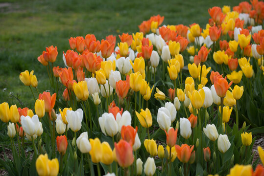 Colourful Mix Of Tallish Medium Orange, Yellow, And White Tulips Growing Near A Grassy Area, Under Mostly Cloudy Skies (no Harsh Shadows)