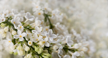 white lilac flowers