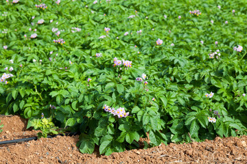 A garden with blooming potatoes. Potato bushes during flowering