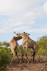 Pair of adult male giraffes fighting for dominance in Kruger National Park, South Africa