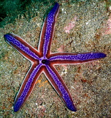 Costa Rica Pacific sea life