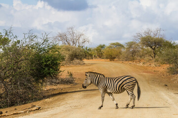Fototapeta na wymiar Solitary adult zebra walking alone crossing a road in Kruger National Park, South Africa with dramatic sky