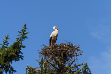 Wei&szlig;storch allein im Storchennest