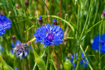 Blaue Kornblume, cyanus segetum, am Rande eines Getreide Feld