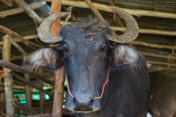Black buffalo with beautiful horns