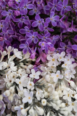 two-color fragrant lilac flowers