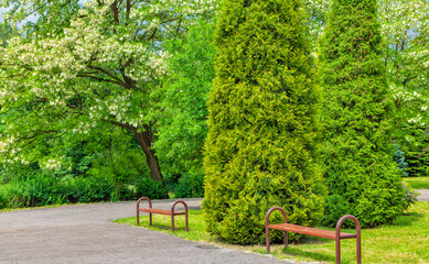 Blooming chestnuts in the park