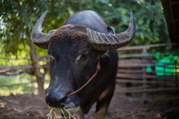 Black buffalo with beautiful horns