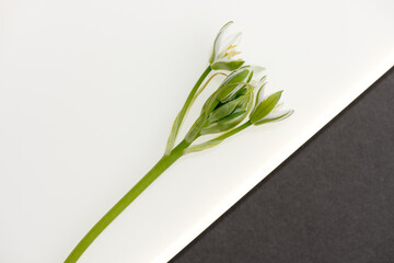 Ornithogalum blossoms (Star-of-Bethlehem) isolated on a white and black background - photographed from above using a macro lens