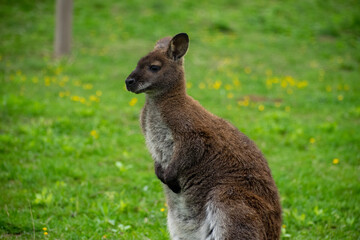 kangaroo in the grass