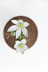 Ornithogalum blossoms (Star-of-Bethlehem) photographed from above with a macro lens - on a round wooden disc or vase against a white background