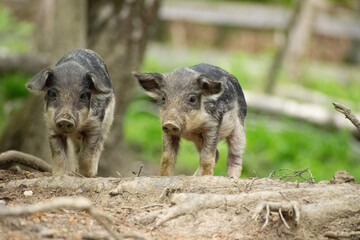 Fototapeta premium wild boar in nature